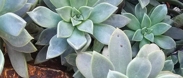 Three Graptopetalum paraguayense ghost plant succulent cuttings with pastel rosette leaves for ghost plant care guide
