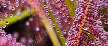 Indoor carnivorous plants thriving under full-spectrum LED grow lights with humidity trays and distilled water setup