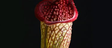 Two different pitcher plants, Nepenthes and Sarracenia, showcasing care differences for home growing