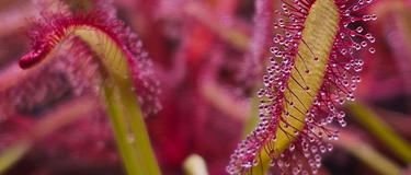 Close-up of hands dividing Venus flytrap rhizomes to propagate carnivorous plants