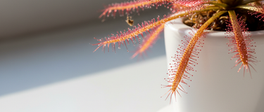 Close-up of a struggling Venus flytrap with blackened traps and collapsed leaves being rescued to revive a dying carnivorous plant