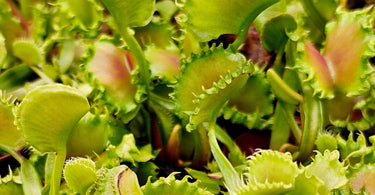 Venus flytrap plant with seasonal care tips for spring, summer, fall, and winter maintenance