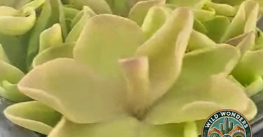 Close-up of a green butterwort carnivorous plant with sticky leaves for pest control, ideal for beginner care