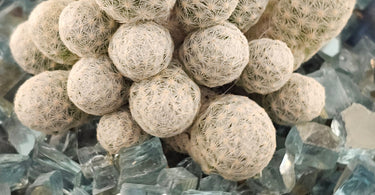 Close-up of a healthy cactus plant illustrating key tips from Cactus Care 101 guide