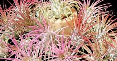 Tillandsia air plants displayed on driftwood and in seashells for creative indoor care and watering guide.