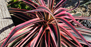 Mangave succulent with spotted leaves in bright sunlight showcasing drought-tolerant hybrid plant features