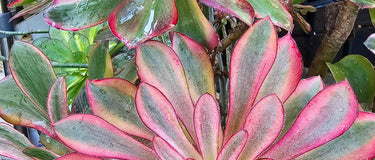 succulent plants showing seasonal care tips for spring, summer, fall, and winter growth stages