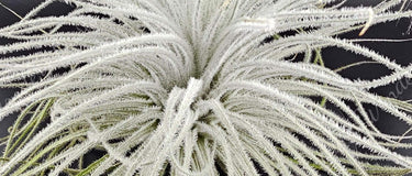 Tillandsia Tectorum Ecuador air plant with fuzzy silvery-white trichomes thriving in bright indirect light