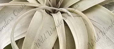 Tillandsia Xerographica air plant with silver rosette leaves thriving in bright, indirect light and proper care environment