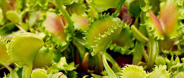 Venus flytrap plant with seasonal care tips for spring, summer, fall, and winter maintenance