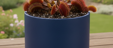 Close-up of a Venus flytrap showing blackened traps due to natural causes and care tips for common Venus flytrap causes
