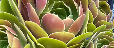 Close-up of a succulent plant showing common succulent problems like mushy and yellowing leaves from overwatering and root rot.