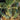 Caudiciform Plants
