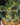 Caudiciform Plants