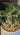 Caudiciform Plants