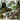 Houseplants
