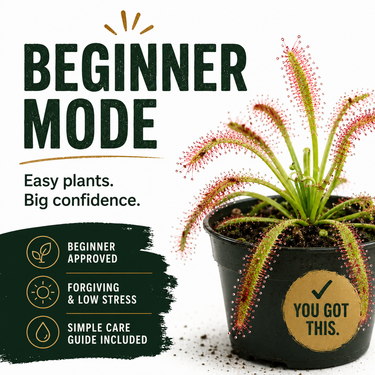 Beginner-friendly carnivorous plants and care guides