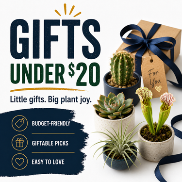 Plant bundles, living plants, and digital care guide gifts