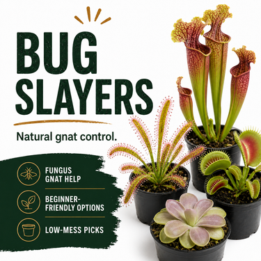 Carnivorous plants selected for catching small insects