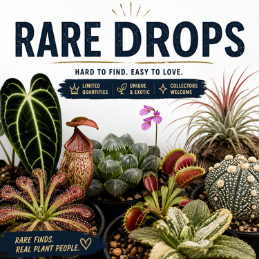 Rare and unusual collector plants