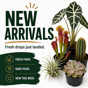 New arrivals of rare and unique plants including cacti, succulents, and carnivorous species on display
