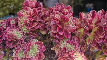 Aeonium Rosette Royalty succulent with bold, colorful, architectural rosettes