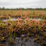 Drosera binata ‘Marston Dragon’ carnivorous sundew with forked dragon claw leaves and glistening red tentacles