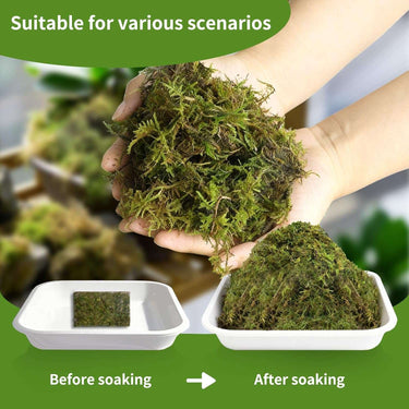 Transform Your Greenery and Reptilian Retreats with Our Luxurious Sphagnum Sponges – The Ultimate Moisture Magic for Plants and Pets!