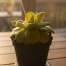 Pinguicula Gigantea giant butterwort with large glossy sticky leaves and purple flowers