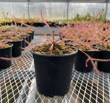 Drosera binata ‘Marston Dragon’ carnivorous sundew with forked dragon claw leaves and glistening red tentacles