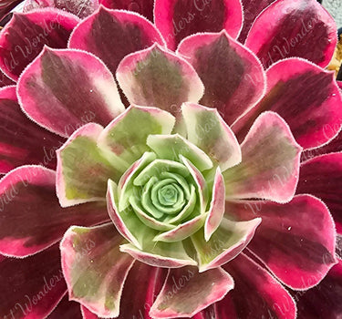 Aeonium ‘Ballet’ succulent cutting with soft green and blush-pink variegated rosette