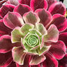 🩰🌸 Aeonium ‘Ballet’ Cutting – The Prima Ballerina of the Succulent World 🌸🩰 - Wild Wonders Oasis