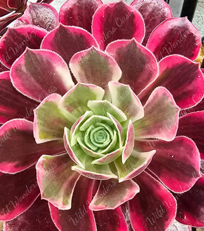Aeonium ‘Ballet’ succulent cutting with soft green and blush-pink variegated rosette