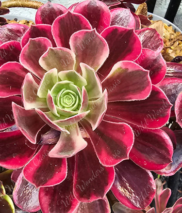 🩰🌸 Aeonium ‘Ballet’ Cutting – The Prima Ballerina of the Succulent World 🌸🩰 - Wild Wonders Oasis