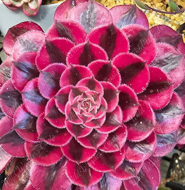 Aeonium ‘Black Copper Vase’ succulent cutting with dark burgundy and metallic copper tones in a vase-shaped rosette