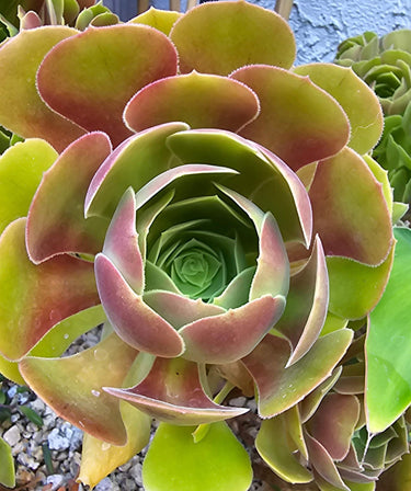 Aeonium Blushing Beauty succulent cuttings with rosy-red tips and soft green centers, ready to root and brighten your garden.