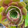 🌹✨ Aeonium Blushing Beauty Cuttings – The Rosy Charmer Your Garden’s Been Flirting With ✨🌹 4-7" - total of 8 cuttings - Wild Wonders Oasis