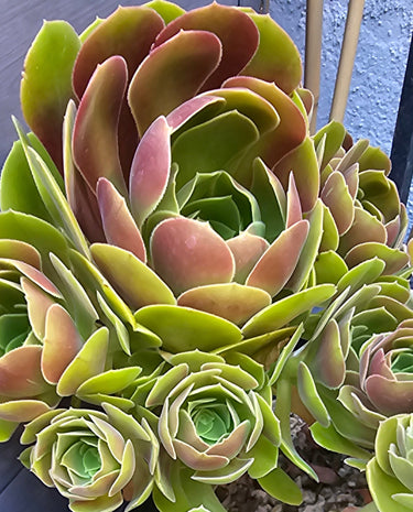 🌹✨ Aeonium Blushing Beauty Cuttings – The Rosy Charmer Your Garden’s Been Flirting With ✨🌹 4-7" - total of 8 cuttings - Wild Wonders Oasis