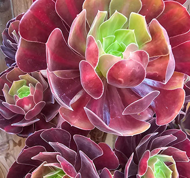 Two Aeonium Kilimanjaro succulent cuttings with green, creamy white, and pink variegated rosettes