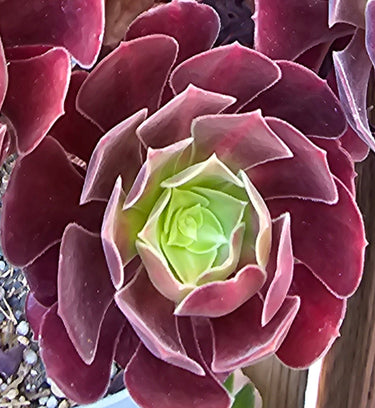 🏔️🔥 Aeonium Kilimanjaro Cuttings – The Bold Climber of the Succulent World 🔥🏔️- 2 Cuttings - Wild Wonders Oasis