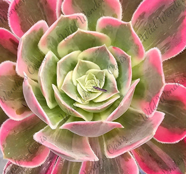 Aeonium ‘Red Sunset’ succulent cutting with fiery coral, green, and gold hues mimicking a sunset glow
