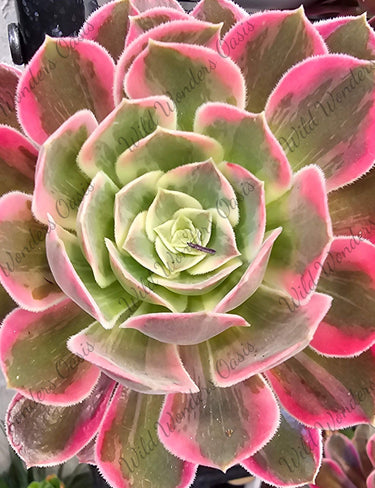 Aeonium ‘Red Sunset’ succulent cutting with fiery coral, green, and gold hues mimicking a sunset glow