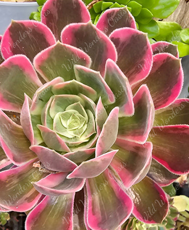 🌇🔥 Aeonium ‘Red Sunset’ Cutting – The Golden Hour Glow You Can Grow 🔥🌇 - Wild Wonders Oasis
