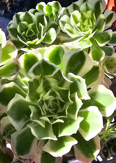 Aeonium ‘River Stone’ succulent cutting with muted green, cream, and lavender rosette leaves