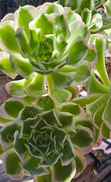 🪨🌿 Aeonium ‘River Stone’ Cutting – Smooth, Subtle, and Naturally Stunning 🌿🪨 - Wild Wonders Oasis
