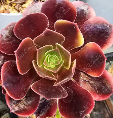 Close-up of Aeonium ‘Super Bang’ succulent cutting with colorful rosette leaves showing bold greens, creamy variegation, and fiery red edges
