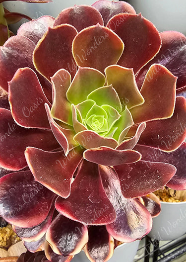 💥🌿 Aeonium ‘Super Bang’ Cutting – The Firework Show in Succulent Form 🌿💥 - Wild Wonders Oasis