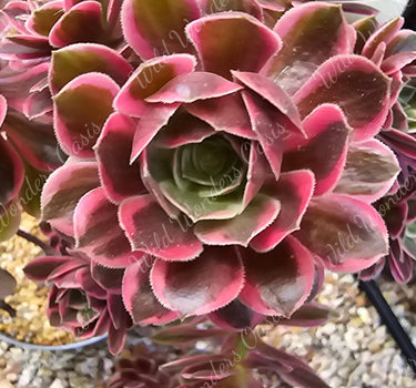Aeonium ‘White Yarn’ succulent cutting with soft green and white variegated rosette leaves