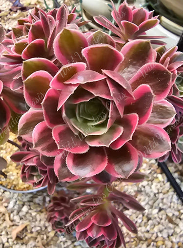 Aeonium ‘White Yarn’ succulent cutting with soft green and white variegated rosette leaves