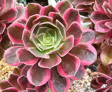 🧶✨ Aeonium ‘White Yarn’ Cutting – The Soft-Spoken Star with Subtle Magic ✨🧶 - Wild Wonders Oasis
